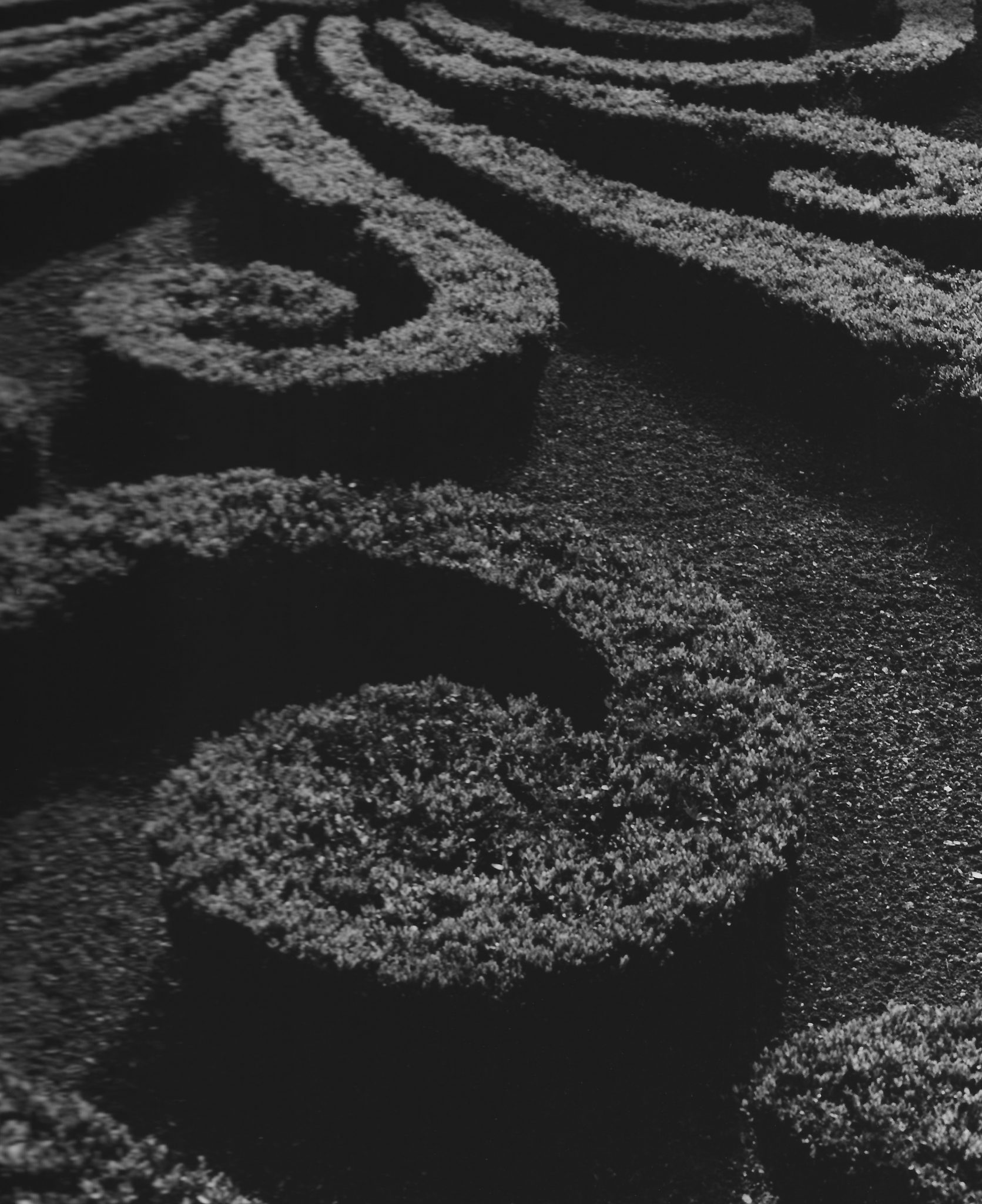 Grosse.Graue.Faehrtelose-Nr-02