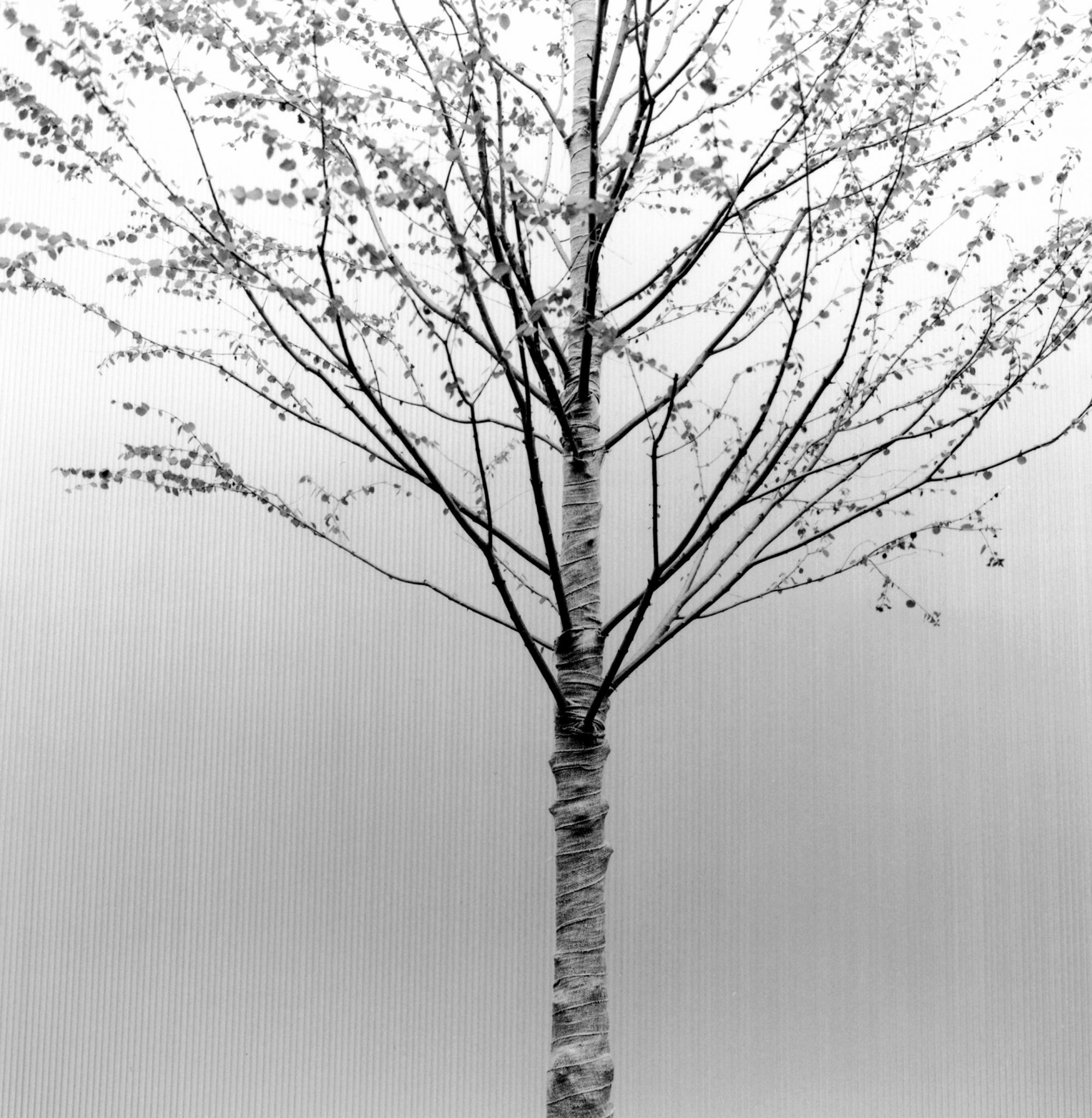 Japan-1-Nr-01 Omotesando