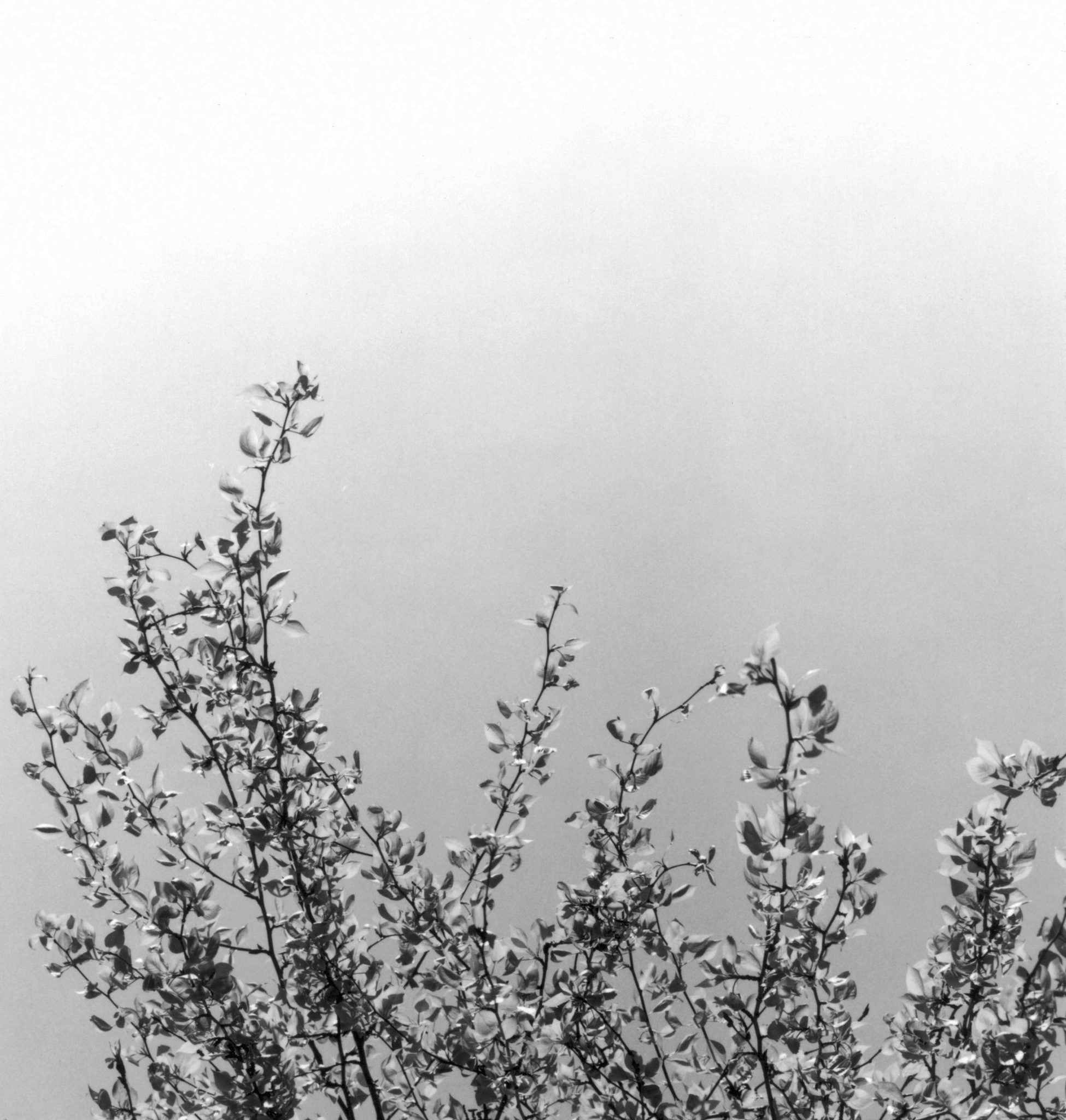 Nr. 2 Frühling Nr. 200