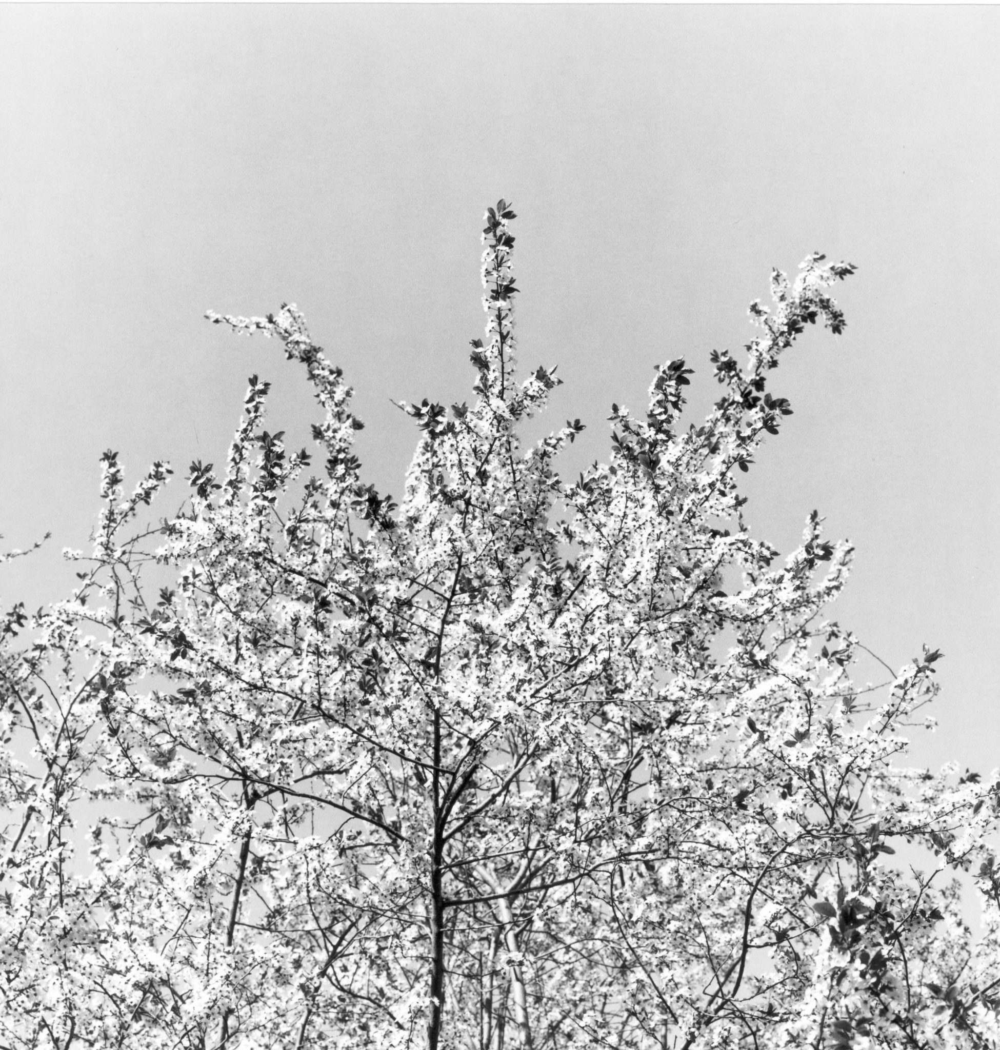 Sammlung-3-Nr-01-Fruehling-Sammlung-3-Nr-0201