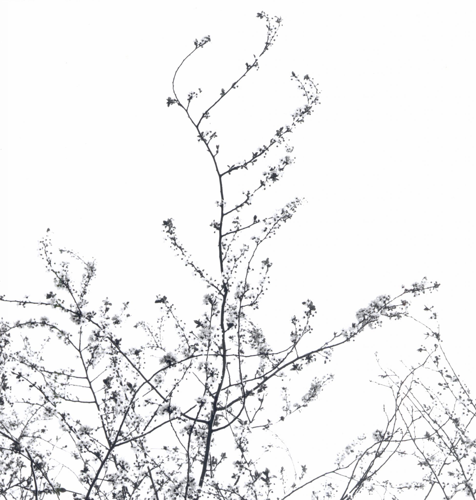 Sammlung-3-Nr-03-Fruehling-Sammlung-3-Nr-0204