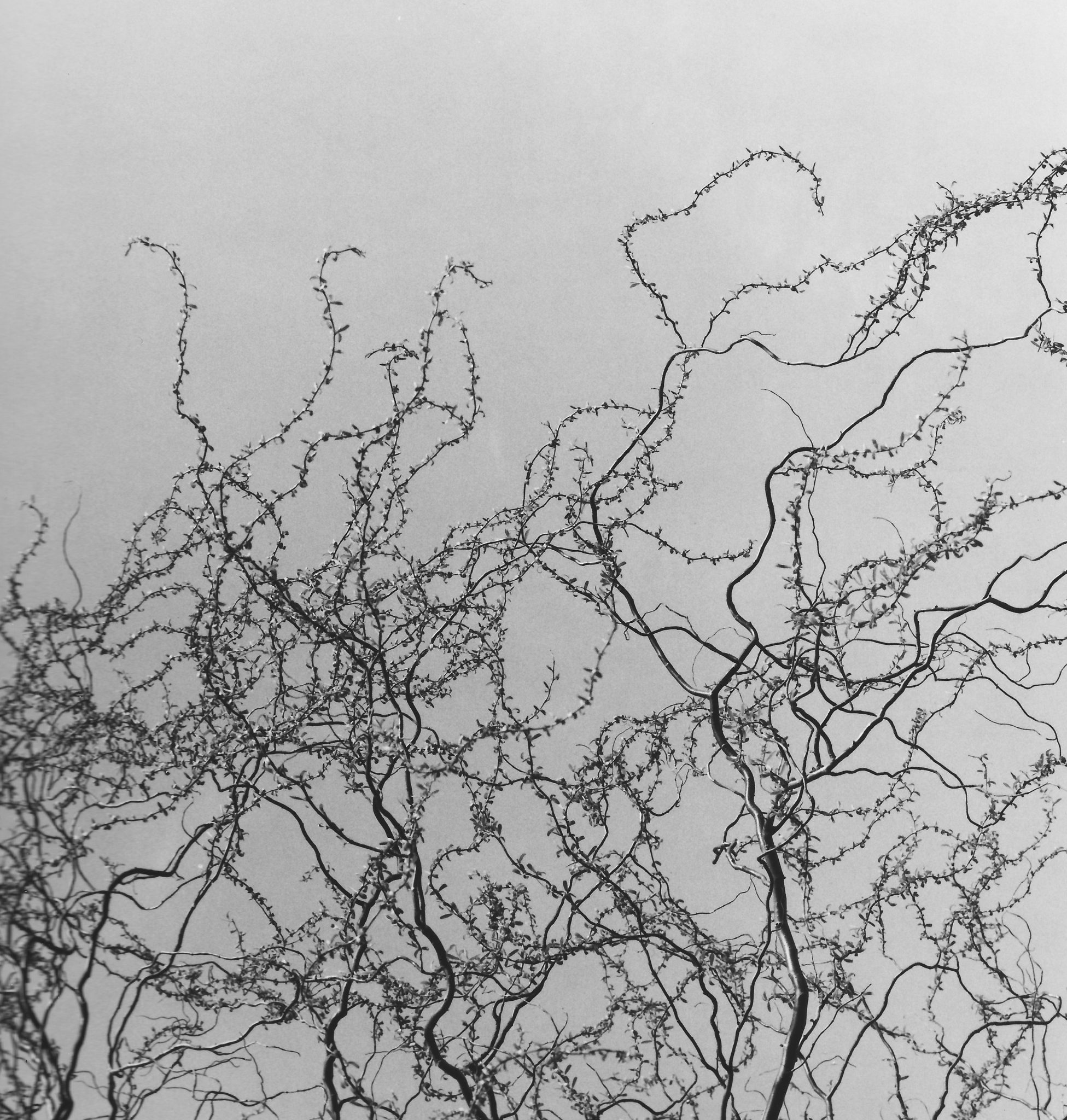 Sammlung-3-Nr-04-Fruehling-Sammlung-3-Nr-0206